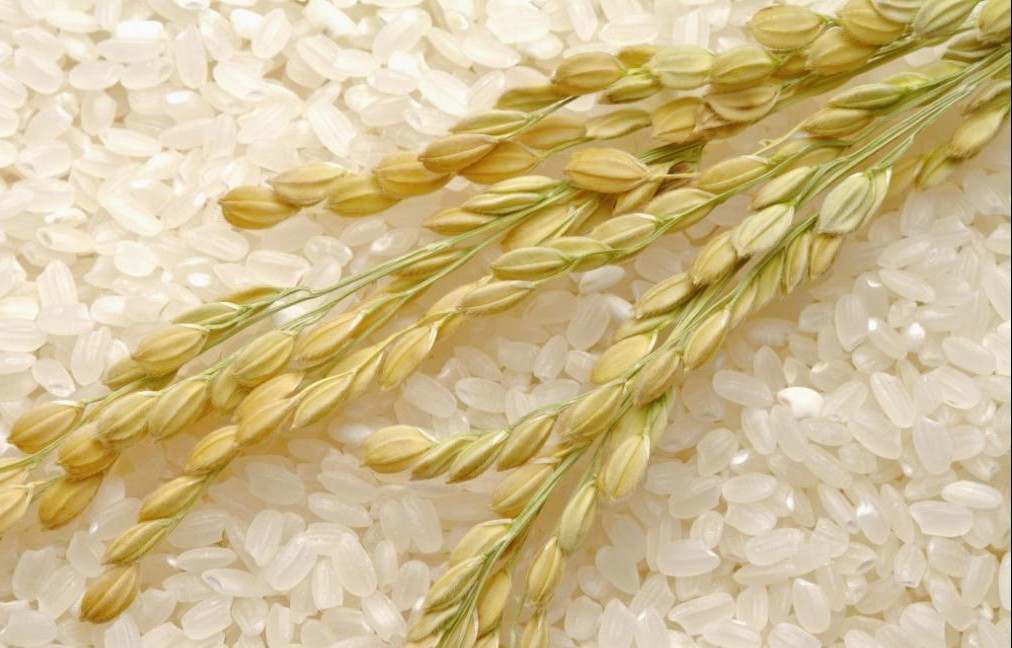 Visualization of protein content in rice based on hyperspectral imaging